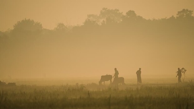 View of farmers and cattle in a misty field at sunrise Bangladesh.