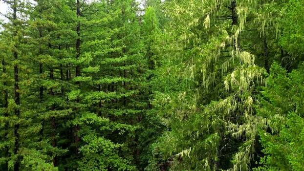 Aerial view of redwood forest in San Francisco United States.