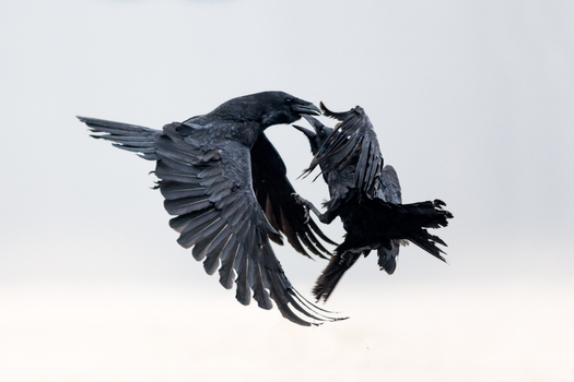 View of two black ravens interacting in mid air with wings spread against a bright sky in Debrzno Pomeranian Voivodeship Poland. View of two black ravens interacting in mid air with wings spread against a bright sky in Debrzno Pomeranian Voivodeship Poland.