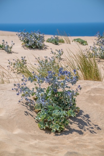 Aerial view of sea holly plants growing on the sandy dunes of Praia do Guincho in Cascais Lisbon Portugal. Aerial view of sea holly plants growing on the sandy dunes of Praia do Guincho in Cascais Lisbon Portugal.