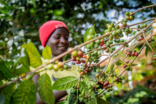Aerial view of a woman in a red hat harvesting coffee cherries from a branch in a coffee plantation in Bujumbura Bujumbura Burundi.