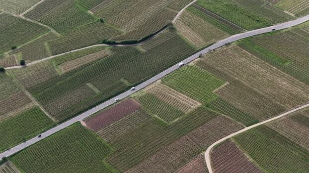 Aerial view of vineyards and a road with cars in France. Aerial view of vineyards and a road with cars in France.