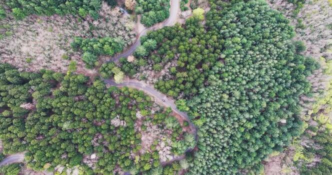 Aerial view of a winding road through a dense mixed forest Italy. Aerial view of a winding road through a dense mixed forest Italy.