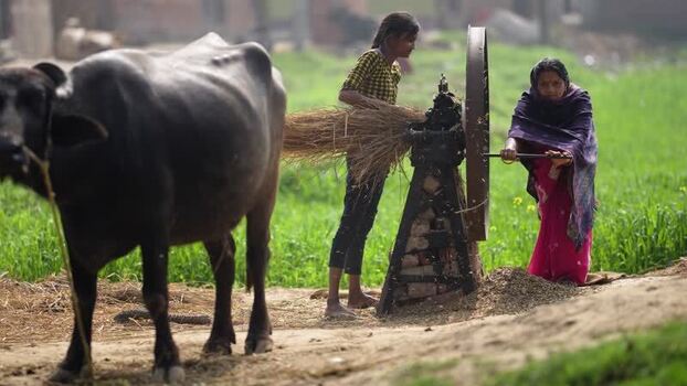 View of women using a fodder cutter near a buffalo in Patna India.