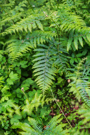 View of lush green ferns growing in a woodland setting in Looe Cornwall United Kingdom. View of lush green ferns growing in a woodland setting in Looe Cornwall United Kingdom.