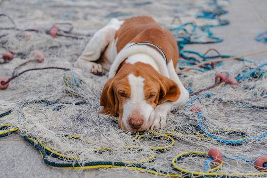 View of a brown and white dog resting peacefully on a fishing net its gentle gaze capturing the quiet essence of the harbor Marsaxlokk Malta. View of a brown and white dog resting peacefully on a fishing net its gentle gaze capturing the quiet essence of the harbor Marsaxlokk Malta.