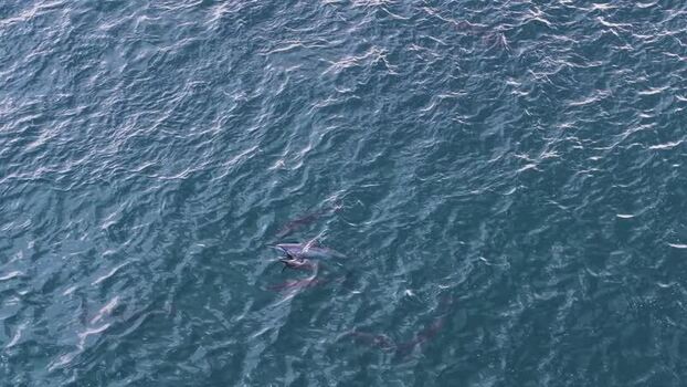 Aerial view of a pod of dolphins swimming in the ocean Maldives.