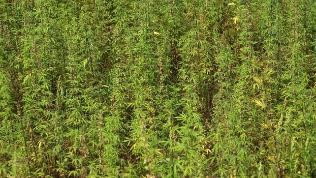 View of a dense field of green cannabis plants in Nepal.