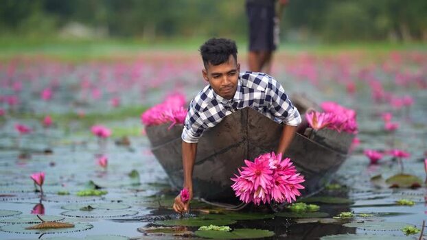View of a man picking pink water lilies from a boat Bangladesh. View of a man picking pink water lilies from a boat Bangladesh.