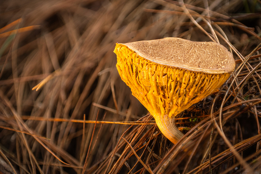 View of a vibrant yellow mushroom with a textured brown cap glowing with an earthy warmth nestled amidst a carpet of dried pine needles Kabupaten Soppeng South Sulawesi Indonesia. View of a vibrant yellow mushroom with a textured brown cap glowing with an earthy warmth nestled amidst a carpet of dried pine needles Kabupaten Soppeng South Sulawesi Indonesia.