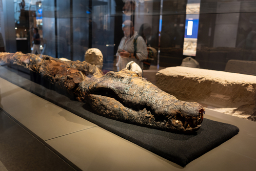 Giza Egypt 16 May 2026 View of the mummified crocodile on display at the Grand Egyptian Museum with its long textured body and head visible inside a glass showcase.