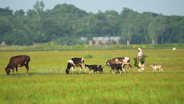 View of a woman walking with cows and goats in a field Bangladesh. View of a woman walking with cows and goats in a field Bangladesh.