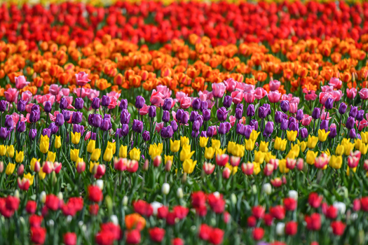 View of Peninsula San Pedro featuring vibrant rows of red orange pink purple and yellow tulips in full bloom in San Carlos de Bariloche Rio Negro Province Argentina. View of Peninsula San Pedro featuring vibrant rows of red orange pink purple and yellow tulips in full bloom in San Carlos de Bariloche Rio Negro Province Argentina.