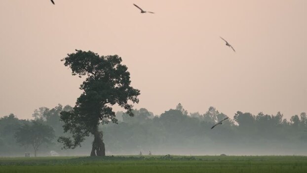 View of a lone tree in a misty field with birds Bangladesh. View of a lone tree in a misty field with birds Bangladesh.