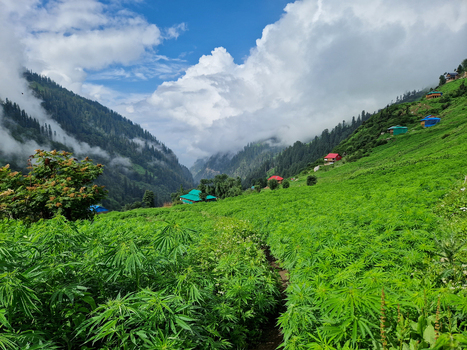 View of the lush green landscape of Malana with cannabis fields traditional houses on the hillside and mountains under a cloudy sky in Malana Himachal Pradesh India.