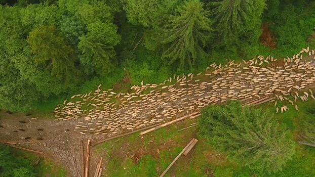 Aerial view of a large flock of sheep in a forest Romania. Aerial view of a large flock of sheep in a forest Romania.