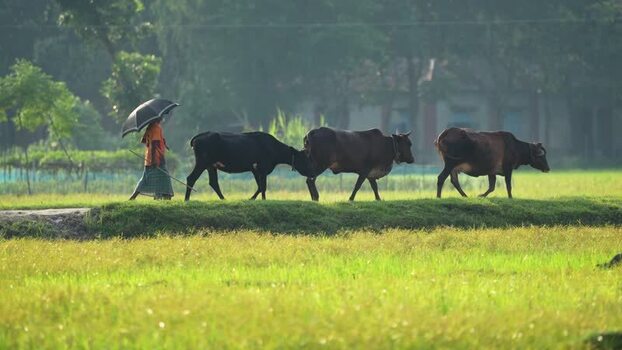View of a farmer walking with cows through green fields Bangladesh. View of a farmer walking with cows through green fields Bangladesh.
