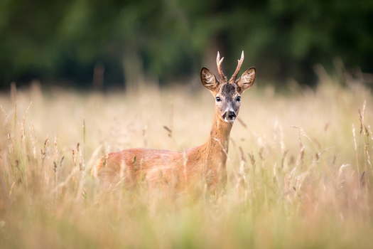 View of a roe deer standing in a field of tall grass with soft natural light in Debrzno Pomeranian Voivodeship Poland.