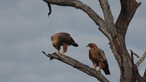 View of tawny eagles perched on a dry tree branch South Africa.