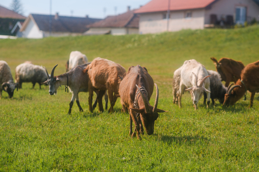 View of a herd of goats and sheep grazing on a lush green meadow with village houses in the background under a clear sky in Futog Vojvodina Serbia. View of a herd of goats and sheep grazing on a lush green meadow with village houses in the background under a clear sky in Futog Vojvodina Serbia.