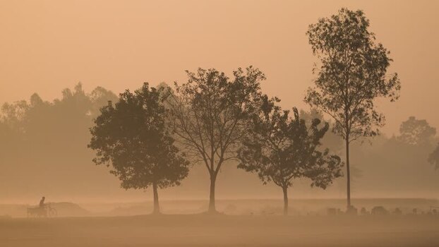 View of silhouetted trees in a misty landscape Bangladesh. View of silhouetted trees in a misty landscape Bangladesh.