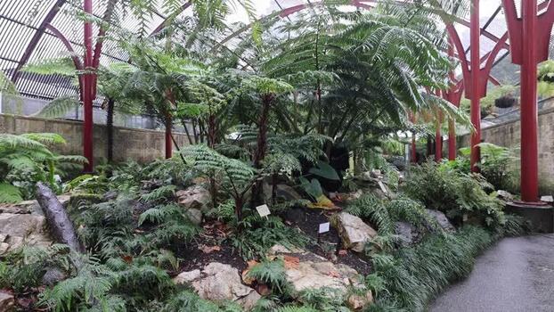 View of Royal Botanic Garden Sydney fernery Australia.