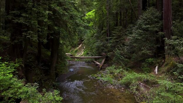 Aerial view of a stream flowing through a redwood forest United States. Aerial view of a stream flowing through a redwood forest United States.