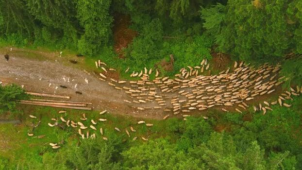 Aerial view of sheep flock on a forest road ROMANIA. Aerial view of sheep flock on a forest road ROMANIA.