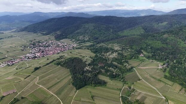 Aerial view of Ribeauville vineyards and hills France. Aerial view of Ribeauville vineyards and hills France.