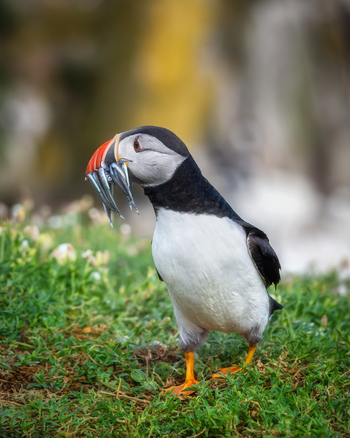 View of an Atlantic Puffin standing on a grassy cliff with several small fish in its beak at the Saltee Islands Ireland. View of an Atlantic Puffin standing on a grassy cliff with several small fish in its beak at the Saltee Islands Ireland.