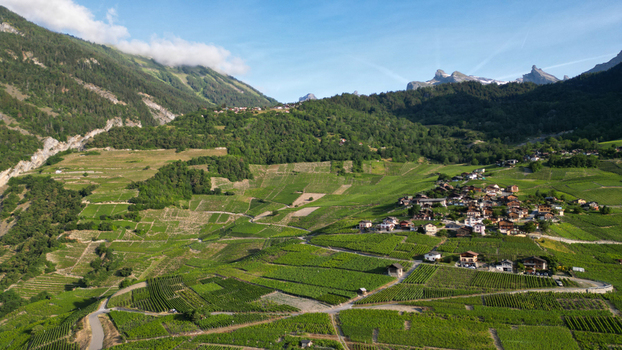 Aerial view of terraced vineyards on a steep mountain slope with traditional houses and rocky peaks under a clear blue sky in Leytron Valais Switzerland. Aerial view of terraced vineyards on a steep mountain slope with traditional houses and rocky peaks under a clear blue sky in Leytron Valais Switzerland.