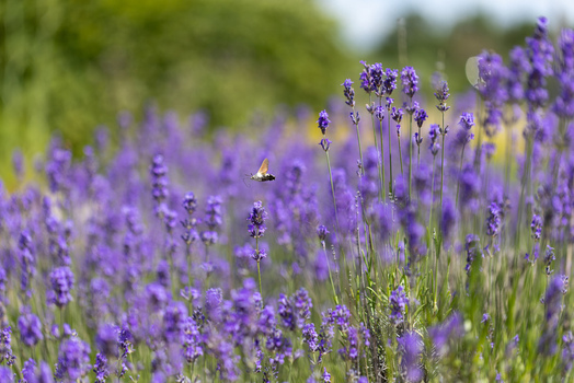 View of a hummingbird hawk moth hovering over blooming purple lavender flowers in a sunny garden Wittenheim Grand Est France.
