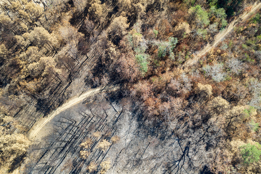 Aerial view of the aftermath of a wildfire in the Deliblato Sands showing charred trees burnt forest floor and a dirt path in Dubovac Vojvodina Serbia.