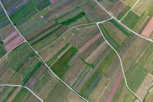 Aerial view of geometric vineyard plots with green rows and narrow paths in Ribeauville Grand Est France. Aerial view of geometric vineyard plots with green rows and narrow paths in Ribeauville Grand Est France.