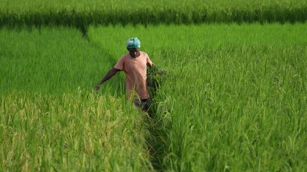 View of a farmer walking through a lush green rice field Bangladesh.