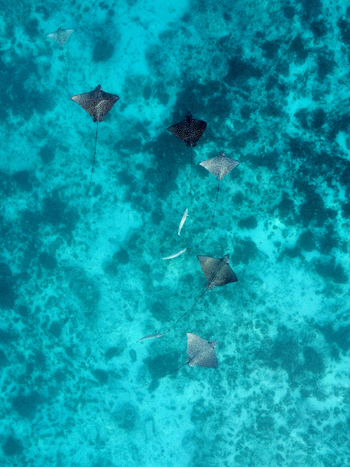 Aerial view of rays gracefully gliding through the crystalline waters near Ouvéa their shadows dancing on the coral reefs below Ouvéa Loyalty Islands Province New Caledonia. Aerial view of rays gracefully gliding through the crystalline waters near Ouvéa their shadows dancing on the coral reefs below Ouvéa Loyalty Islands Province New Caledonia.