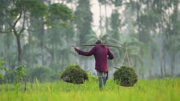View of a farmer carrying grass on a shoulder yoke Bangladesh.