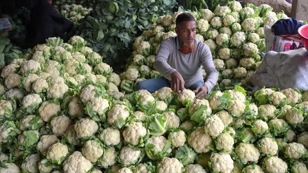 View of a man sorting piles of fresh cauliflowers Bangladesh. View of a man sorting piles of fresh cauliflowers Bangladesh.