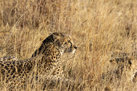 View of a cheetah camouflaged in the tall dry grass of the Welgevonden Game Reserve in Waterberg District Municipality Limpopo South Africa. View of a cheetah camouflaged in the tall dry grass of the Welgevonden Game Reserve in Waterberg District Municipality Limpopo South Africa.