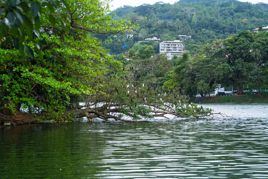 View of white and black birds perched on a fallen tree branch over the calm waters of Kandy Lake with lush hills in the background Kandy Central Province Sri Lanka. View of white and black birds perched on a fallen tree branch over the calm waters of Kandy Lake with lush hills in the background Kandy Central Province Sri Lanka.