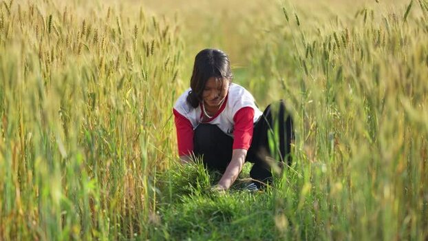 View of a young woman working in a wheat field in Dang Nepal.