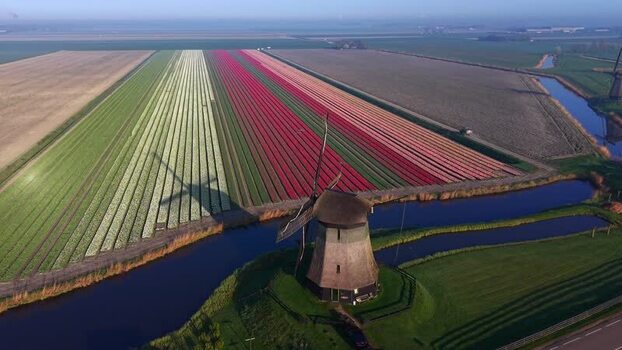 Aerial view of a windmill and vibrant tulip fields in Ursem Netherlands. Aerial view of a windmill and vibrant tulip fields in Ursem Netherlands.