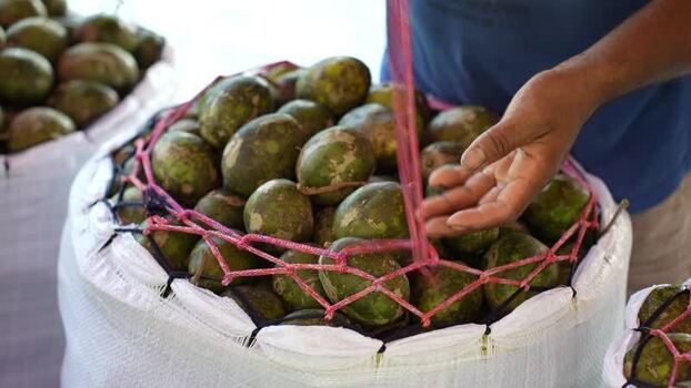View of hog plums in a sack at a local market Bangladesh. View of hog plums in a sack at a local market Bangladesh.