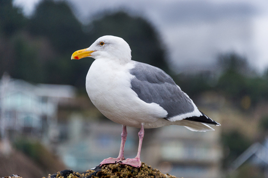 View of a seagull standing on a rock with its distinctive yellow beak and grey and white plumage in Cannon Beach Oregon United States. View of a seagull standing on a rock with its distinctive yellow beak and grey and white plumage in Cannon Beach Oregon United States.