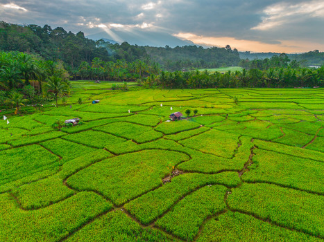 Aerial view of Taba Tembilang rice terraces with small huts palm trees and forested hills under a dramatic cloudy sky in Arga Makmur Bengkulu Indonesia. Aerial view of Taba Tembilang rice terraces with small huts palm trees and forested hills under a dramatic cloudy sky in Arga Makmur Bengkulu Indonesia.