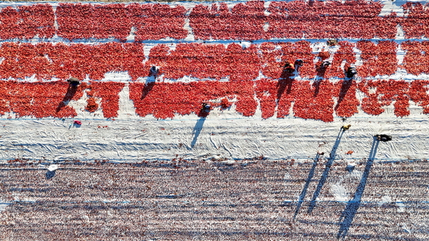 Aerial view of workers drying tomatoes on large white sheets in a field in Eregli Konya Turkiye. Aerial view of workers drying tomatoes on large white sheets in a field in Eregli Konya Turkiye.