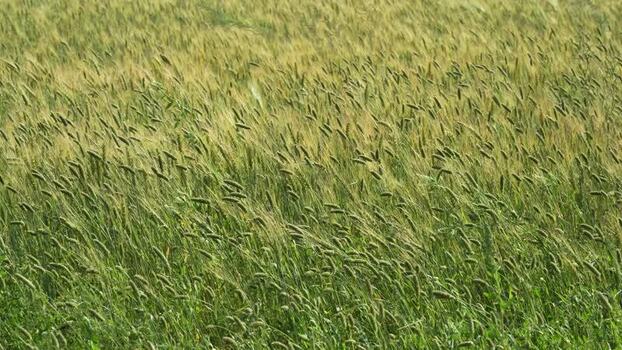 View of green wheat field swaying in the wind Nepal.