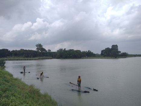Kushtia Khulna Division Bangladesh 27 April 2020 View of local people bathing water buffaloes in the river under a cloudy sky. Kushtia Khulna Division Bangladesh 27 April 2020 View of local people bathing water buffaloes in the river under a cloudy sky.