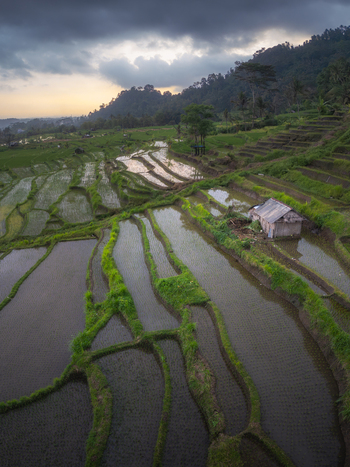 Aerial view of lush green rice terraces filled with water reflecting the cloudy sky and a small wooden hut nestled on a hillside Sidemen Bali Indonesia.