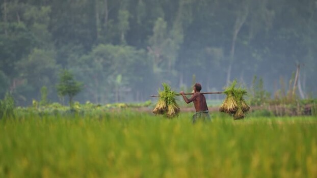 View of a farmer carrying rice seedlings in a field Bangladesh.